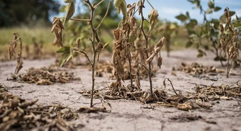 Sequía: productores de maiz destruyen cultivos para sembrar soja tardía