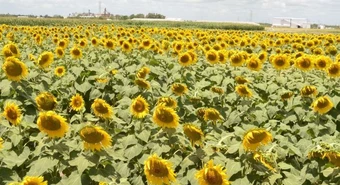 Cómo les fue a los cultivos de maíz, girasol y soja en Santa Fe 