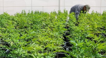 Lanzan paquete de medidas para impulsar la producción de cannabis