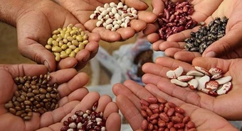 Productores sojeros hacen un nuevo intento por la Ley de Semillas
