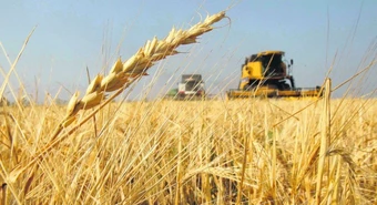 Argentina exportará trigo a China por primera vez 