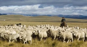 Ganaderos aseguran que la producción ovina está en peligro de extinción