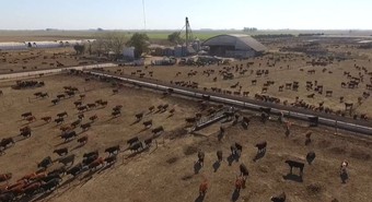 Ganado bovino: las causas que anticipan subas de precio de acá a fin de año