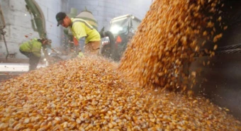 Cómo quedan las retenciones a la soja, el maíz, el girasol y la carne