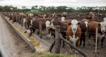 Cómo sostener la oferta la carne sin perder el stock de animales