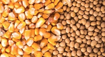 Mayor control para productores que hagan uso propio de las semillas