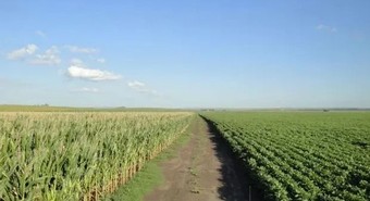 Los lotes de soja y maíz siguen mejorando 