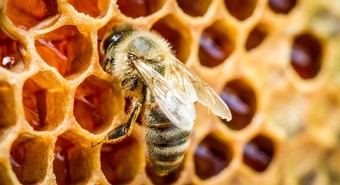 abejas