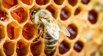 abejas
