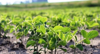 Habilitan una nueva soja transgénica para su cultivo en el país 