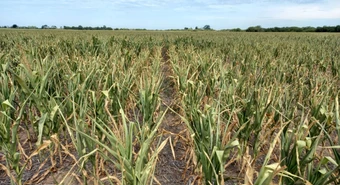campo 