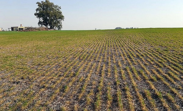 Con rindes acotados por la sequía, comenzó la cosecha de trigo en Santa ...