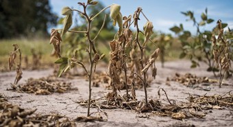 Prorrogan la emergencia agropecuaria en varios departamentos santafesinos 