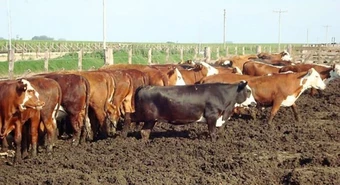 Los números empiezan a cerrar y se reactiva el engorde en los feedlots 