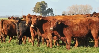 vacas 