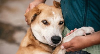La primera empresa que da licencia especial por adopción de mascotas