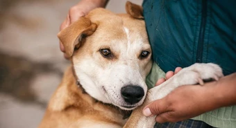 La primera empresa que da licencia especial por adopción de mascotas