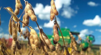 El precio de la soja argentina aumentó más de un 17% post salida del cepo