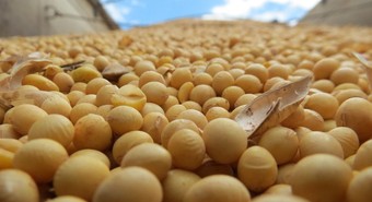 Primeras proyecciones: cuánta soja se sembrará en la próxima campaña