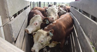 Bovinos: Si bien hay buen volumen de oferta general, falta hacienda terminada