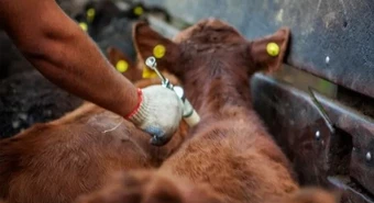 Argentina cambia la vacunación antiaftosa