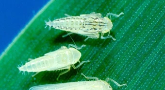Chicharrita: nuevo recorte en las estimaciones de producción de maíz