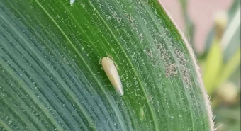Aprueban dos insecticidas para frenar la plaga de la chicharrita 