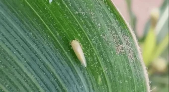 Aprueban dos insecticidas para frenar la plaga de la chicharrita 
