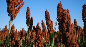 sorgo