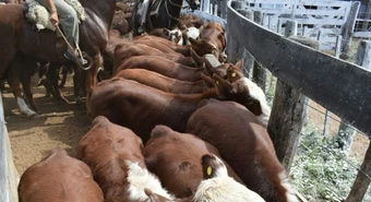 El Gobierno tomó una medida que facilita las exportaciones de carne vacuna