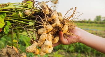 Aumentan bono para trabajadores del campo, ¿de cuánto es y cómo se cobra?