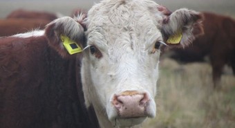 Mercado ganadero: Rosgan alerta por la alta faena de hembras