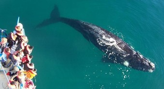 Comienza la temporada de ballenas en la Patagonia argentina