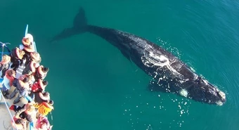 Comienza la temporada de ballenas en la Patagonia argentina