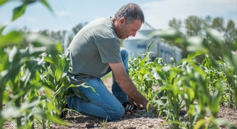 El maíz siempre es una oportunidad: recupera terreno y aspira a crecer un 18% 