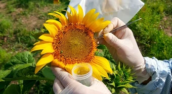 Rosarinos logran avance clave para mejorar genéticamente el girasol