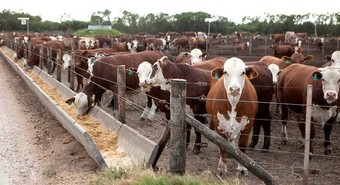El feedlot muestra márgenes positivos, pero el mercado enciende alertas