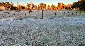 Trigo: las heladas favorecen las condiciones para terminar la siembra 