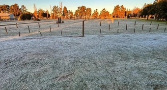 Trigo: las heladas favorecen las condiciones para terminar la siembra 