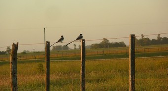 campo