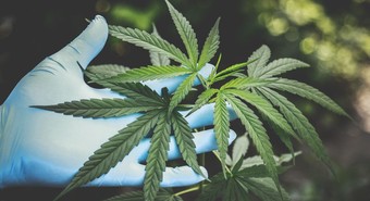 Hacen genética con cannabis y ahora ficharon superficie en parque tecnológico