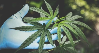 Hacen genética con cannabis y ahora ficharon superficie en parque tecnológico