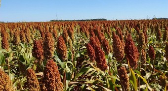 Biotech rosarina salta de continente y arma estrategia en África