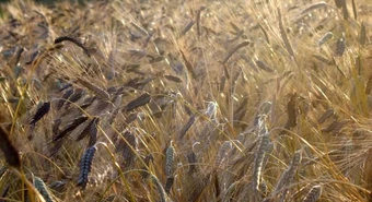 Portazo del Centro de Corredores de Cereales de Rosario en las mesas de trigo y maíz