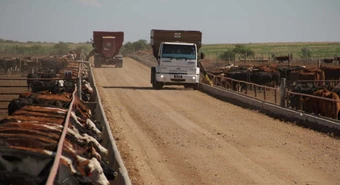 Aún con precios adversos se repone el stock en los feedlots