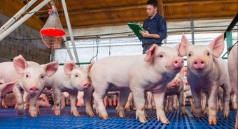 Salió la compensación a productores porcinos afectados por el dólar agro