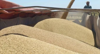 Las medidas para el campo se demoran y el mercado sojero se desplomó