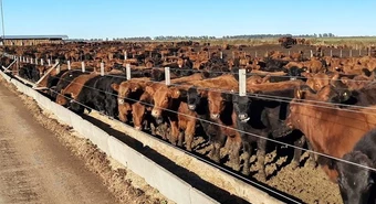 El sector ganadero cierra el año con precios en alza y rentabilidad limitada