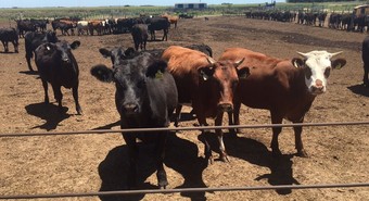 feedlot 