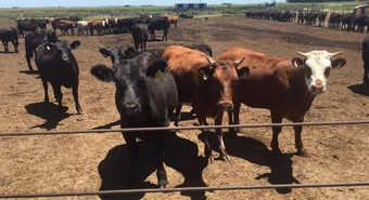 feedlot 